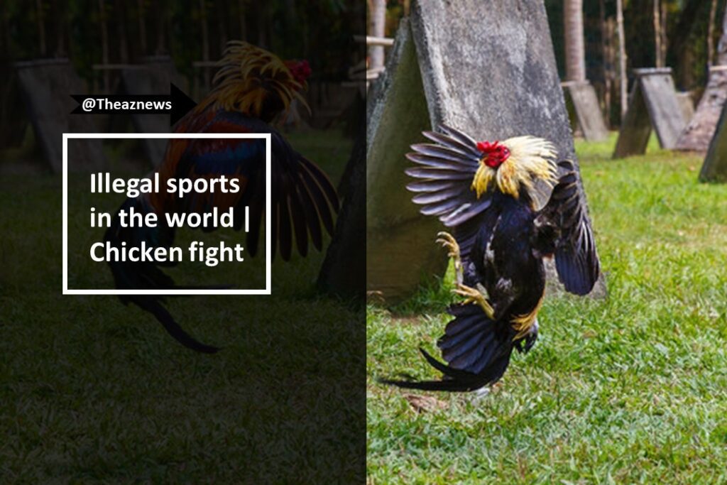 Illegal sports in the world | Crock fighting