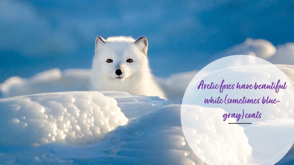 Arctic foxes have beautiful white (sometimes blue-gray