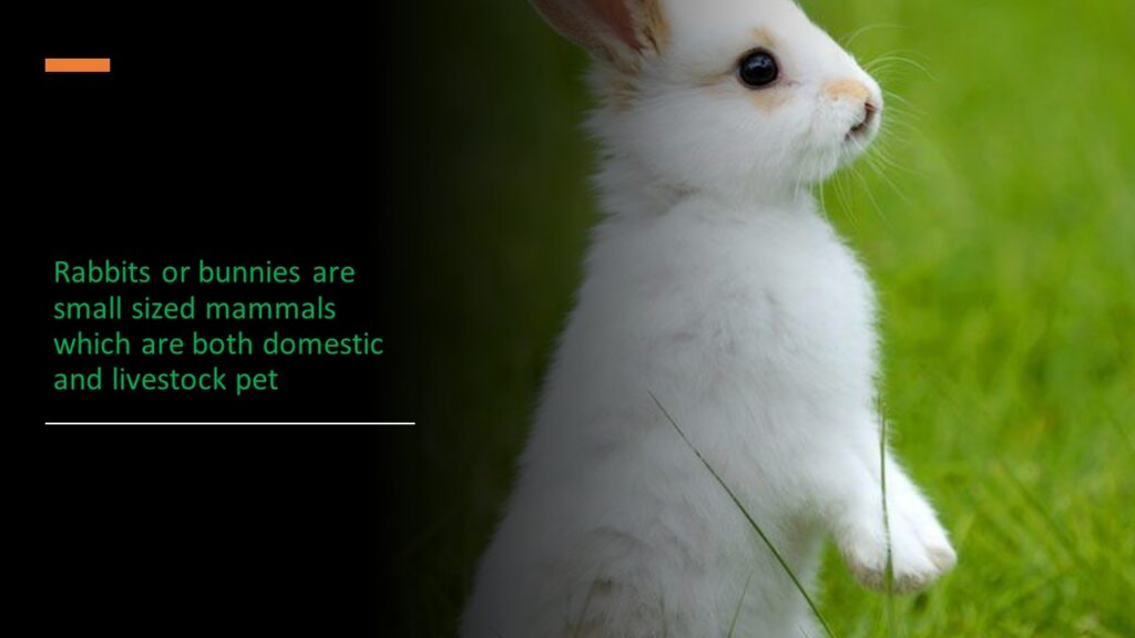 Rabbits or bunnies are small sized mammals 