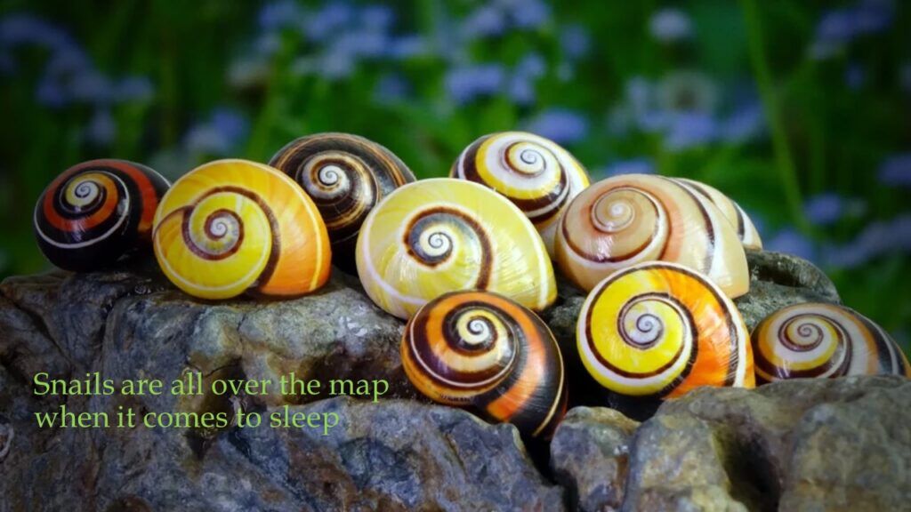 Snails are all over the map when it