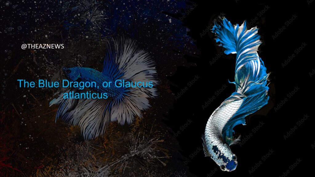 The Blue Dragon, or Glaucus atlanticus