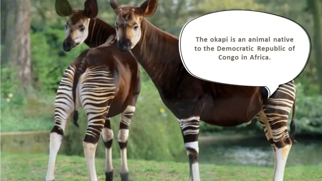 The okapi is an animal native 